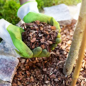 Pine bark extract
